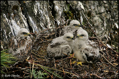 Rough-legged Hawk (Buteo lagopus)