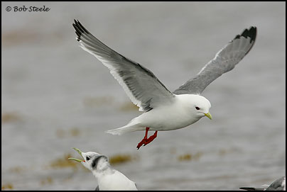Red-legged Kittiwake (Rissa brevirostris)