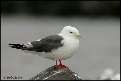 Red-legged Kittiwake (Rissa brevirostris)
