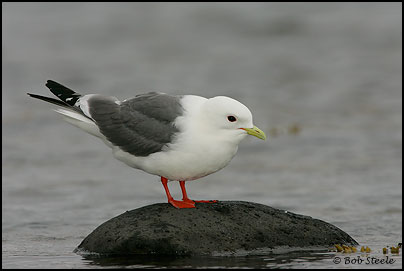 Red-legged Kittiwake (Rissa brevirostris)