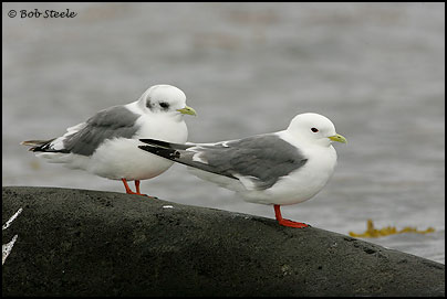 Red-legged Kittiwake (Rissa brevirostris)