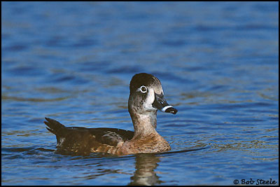 Ring-necked Duck (Aythya collaris)