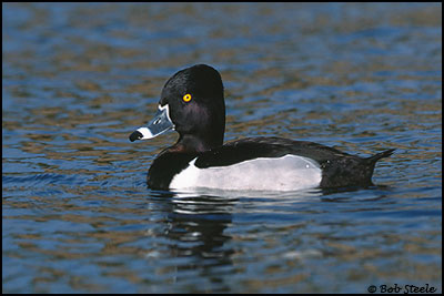 Ring-necked Duck (Aythya collaris)