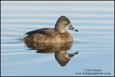Ring-necked Duck (Aythya collaris)