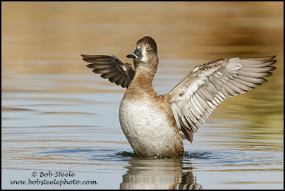 Ring-necked Duck (Aythya collaris)