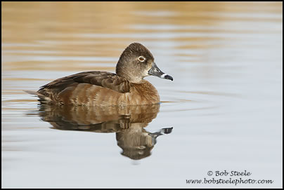 Ring-necked Duck (Aythya collaris)