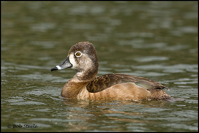 Ring-necked Duck (Aythya collaris)