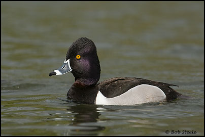 Ring-necked Duck (Aythya collaris)