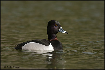 Ring-necked Duck (Aythya collaris)