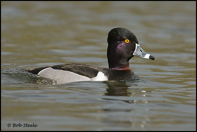 Ring-necked Duck (Aythya collaris)