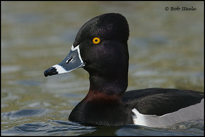 Ring-necked Duck (Aythya collaris)