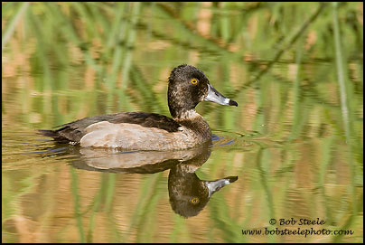 Ring-necked Duck (Aythya collaris)