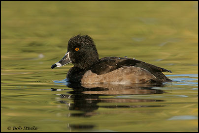Ring-necked Duck (Aythya collaris)