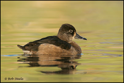 Ring-necked Duck (Aythya collaris)