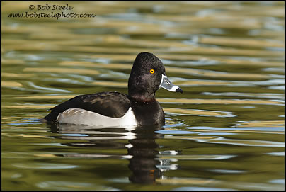 Ring-necked Duck (Aythya collaris)