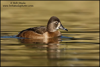 Ring-necked Duck (Aythya collaris)