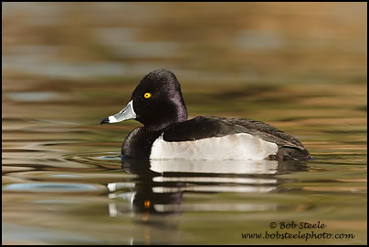Ring-necked Duck (Aythya collaris)