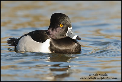 Ring-necked Duck (Aythya collaris)