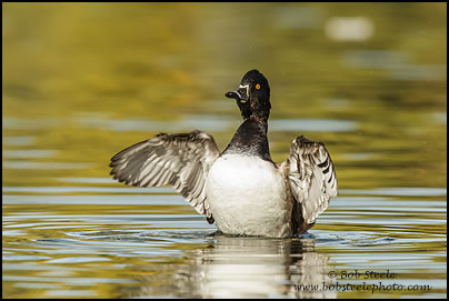 Ring-necked Duck (Aythya collaris)
