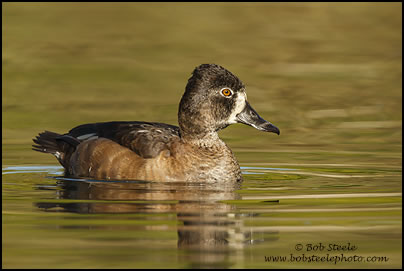 Ring-necked Duck (Aythya collaris)