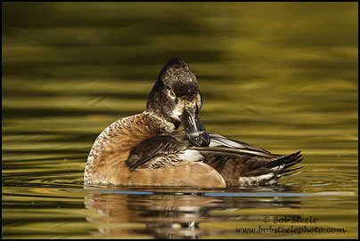Ring-necked Duck (Aythya collaris)