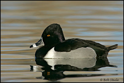 Ring-necked Duck (Aythya collaris)