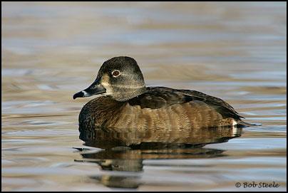 Ring-necked Duck (Aythya collaris)