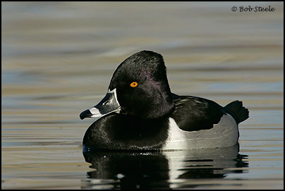 Ring-necked Duck (Aythya collaris)