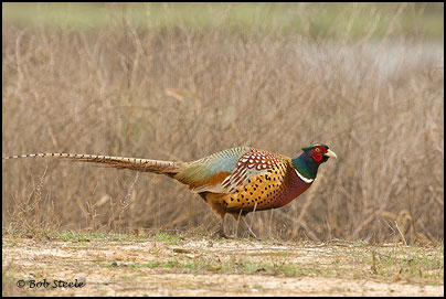 Ring-necked Pheasant (Phasianus colchicus)
