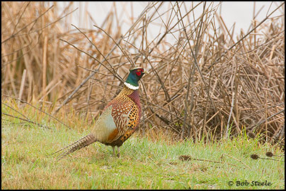 Ring-necked Pheasant (Phasianus colchicus)