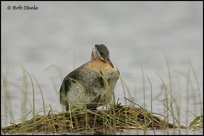 Red-necked Grebe (Podiceps grisegena)
