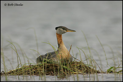Red-necked Grebe (Podiceps grisegena)