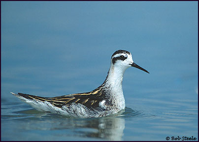 Red-necked Phalarope (Phalaropus lobatus)