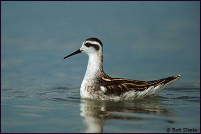 Red-necked Phalarope (Phalaropus lobatus)