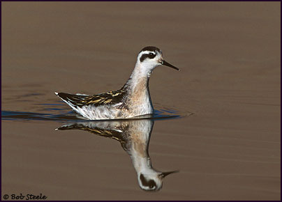 Red-necked Phalarope (Phalaropus lobatus)