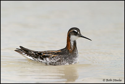 Red-necked Phalarope (Phalaropus lobatus)