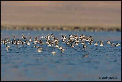 Red-necked Phalarope (Phalaropus lobatus)