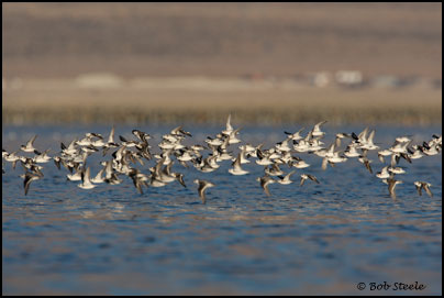 Red-necked Phalarope (Phalaropus lobatus)
