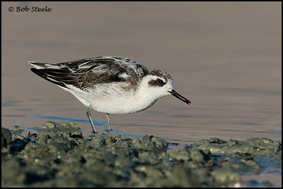 Red-necked Phalarope (Phalaropus lobatus)