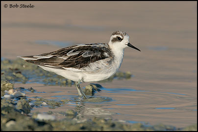 Red-necked Phalarope (Phalaropus lobatus)