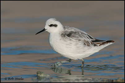 Red-necked Phalarope (Phalaropus lobatus)