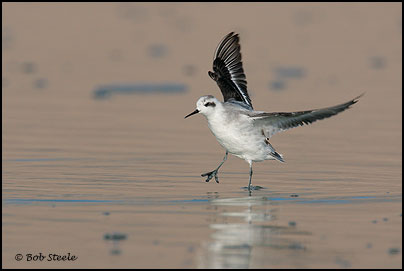 Red-necked Phalarope (Phalaropus lobatus)