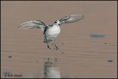 Red-necked Phalarope (Phalaropus lobatus)