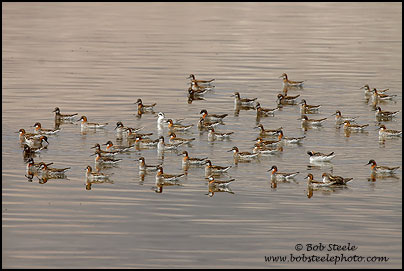 Red-necked Phalarope (Phalaropus lobatus)