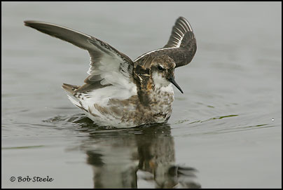 Red-necked Phalarope (Phalaropus lobatus)