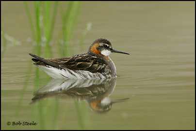 Red-necked Phalarope (Phalaropus lobatus)