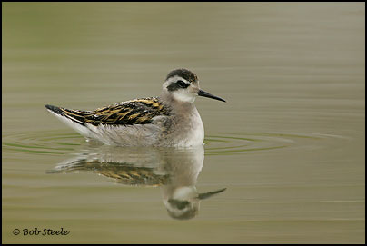 Red-necked Phalarope (Phalaropus lobatus)
