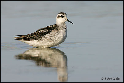 Red-necked Phalarope (Phalaropus lobatus)
