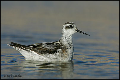 Red-necked Phalarope (Phalaropus lobatus)