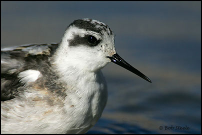 Red-necked Phalarope (Phalaropus lobatus)